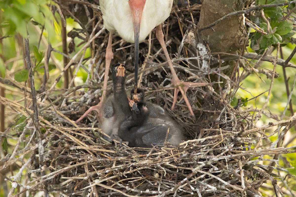 White Ibis - Keith Leonard