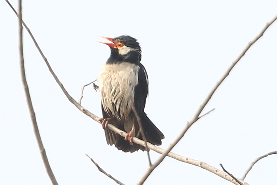 Indian Pied Starling - Christopher Escott