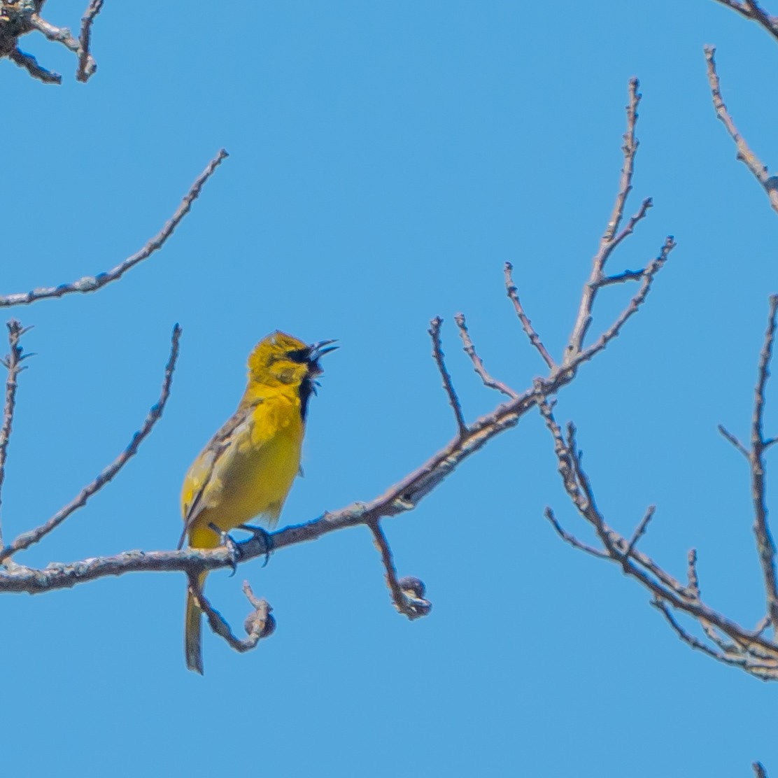 Orchard Oriole - ML619235064