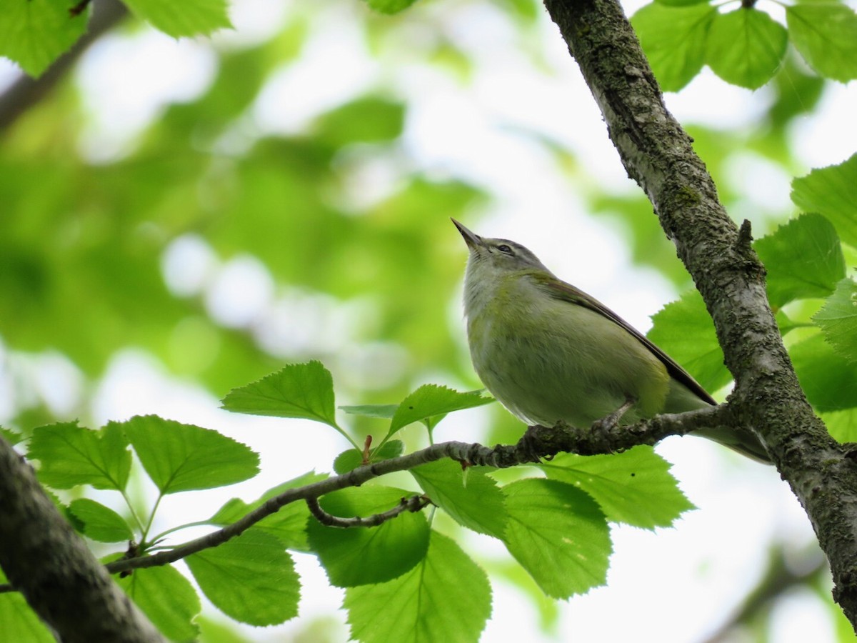 Tennessee Warbler - ML619235070