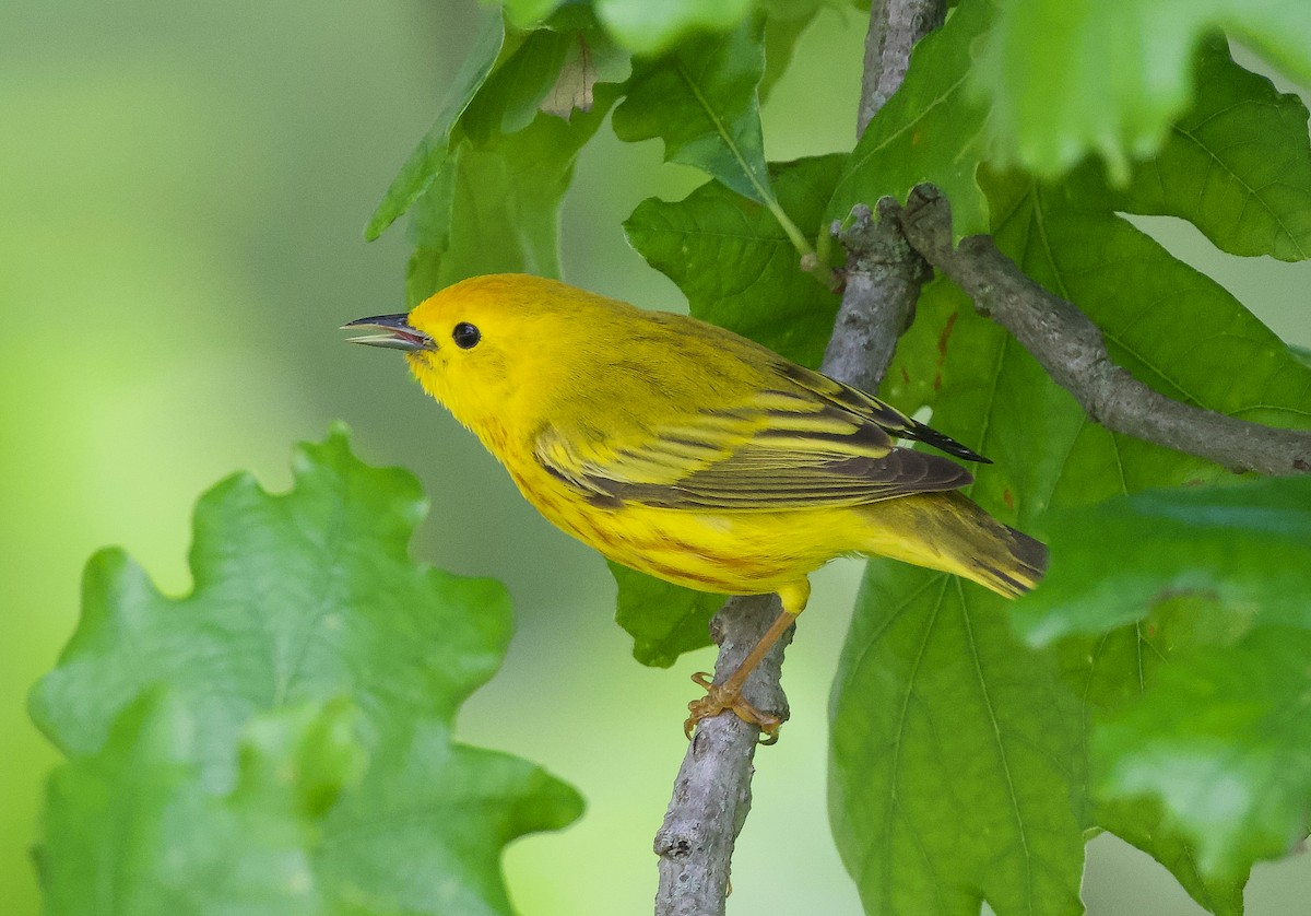 Yellow Warbler - Lisa Klepacz