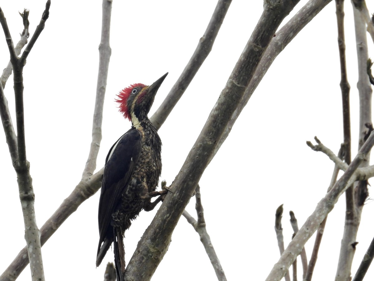 Lineated Woodpecker - Alejandra Pons