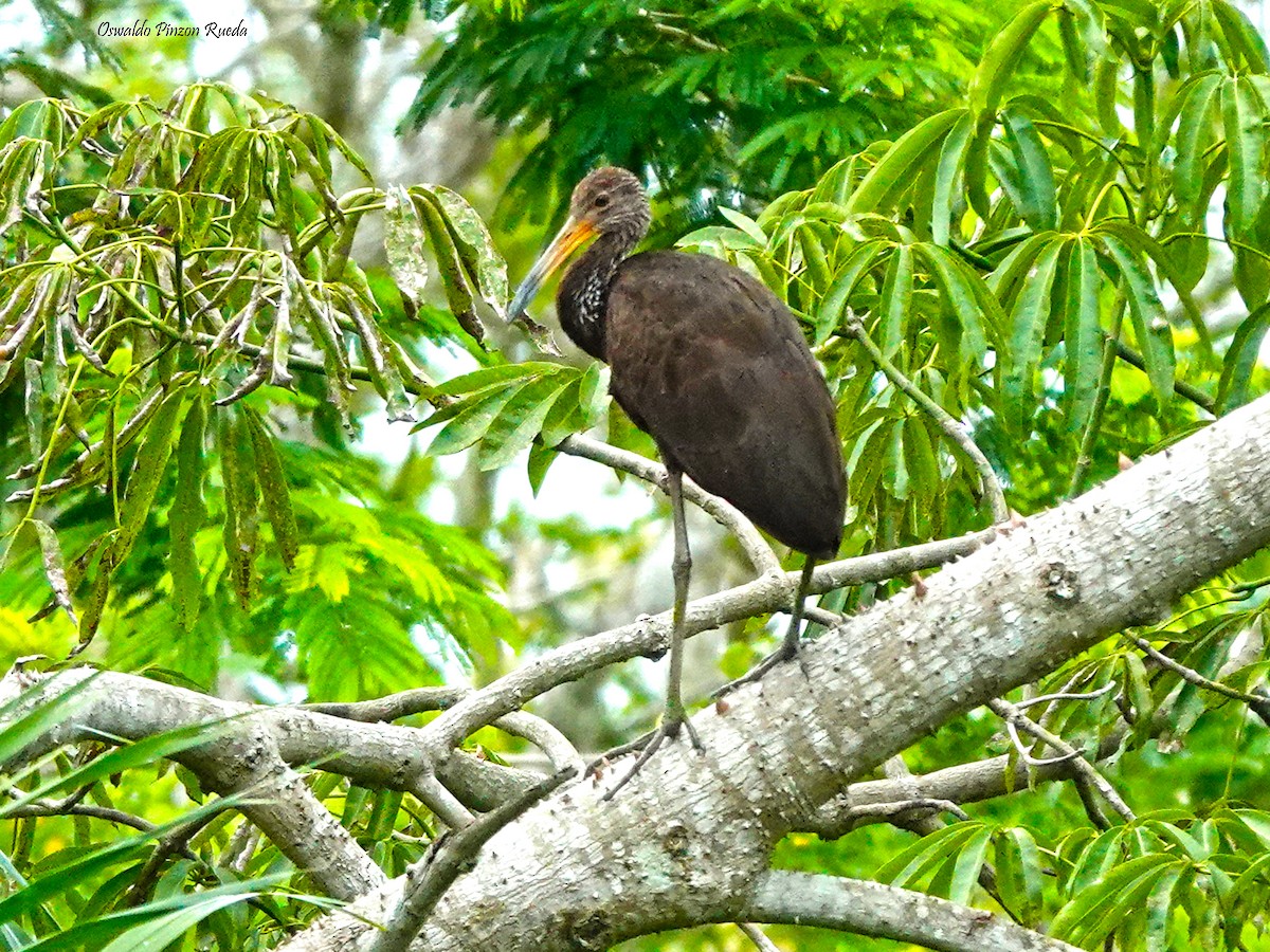 Limpkin - ML619235080