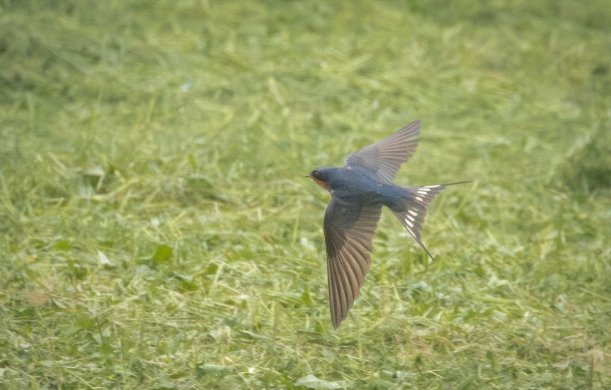 Barn Swallow - Edison Wong