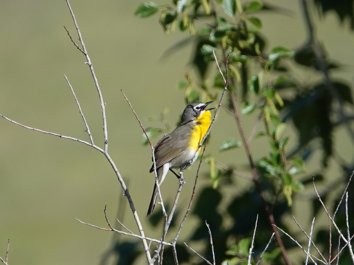 Yellow-breasted Chat - Danette Henderson