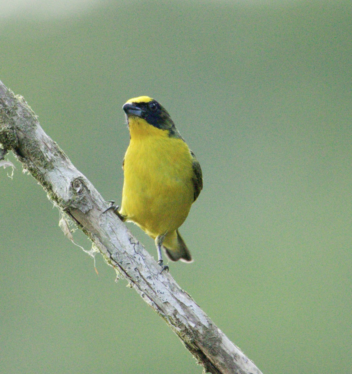 Thick-billed Euphonia - Raúl Obregón