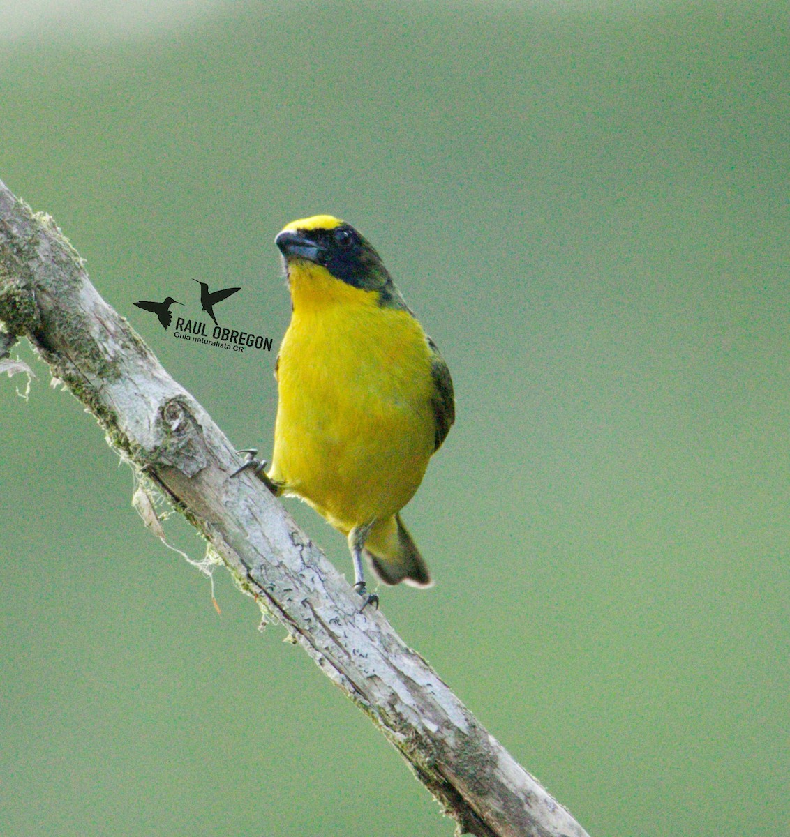 Thick-billed Euphonia - Raúl Obregón