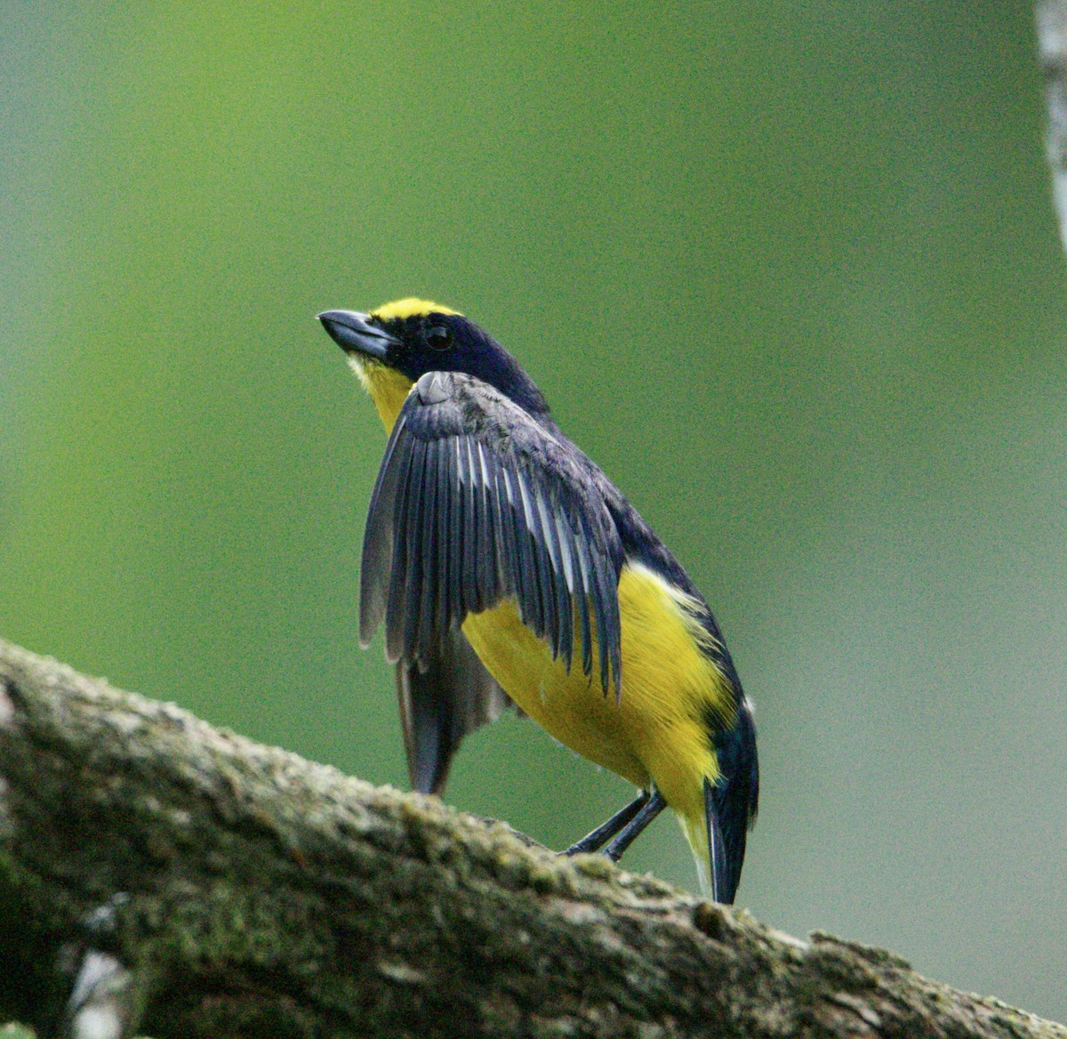 Thick-billed Euphonia - Raúl Obregón