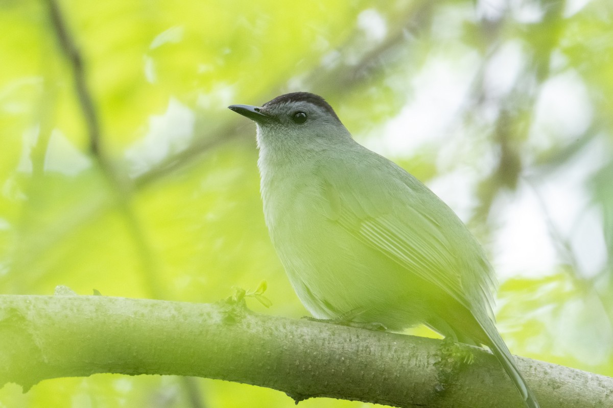 Кошачий пересмешник - ML619235118