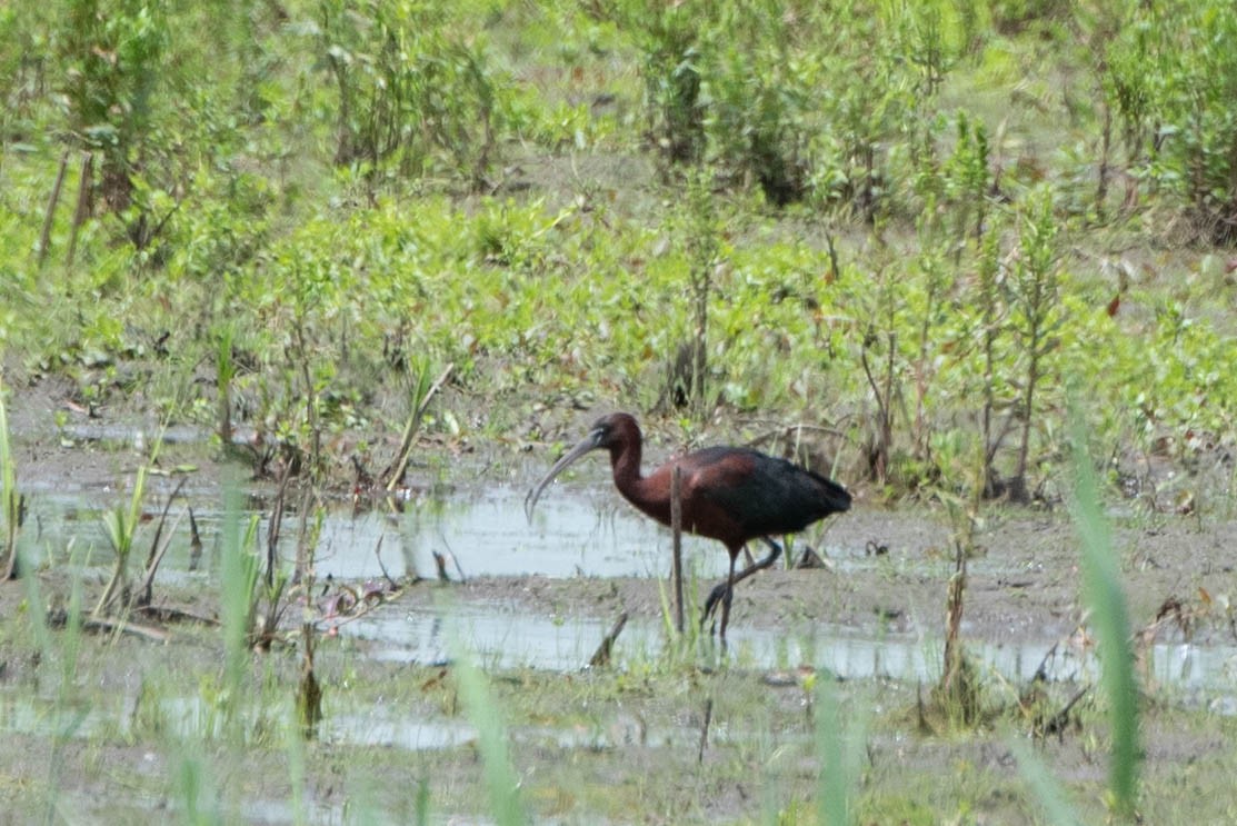 Glossy Ibis - Andrea Heine