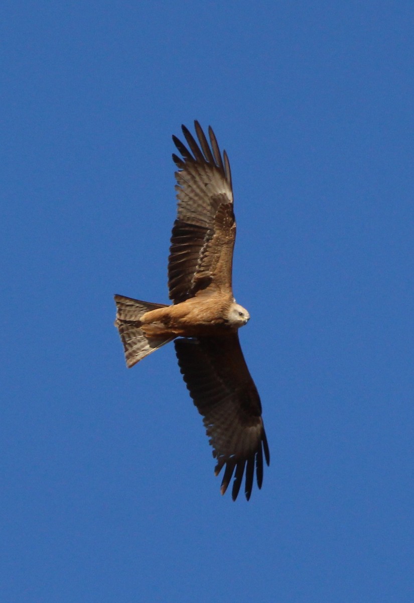 Black Kite - Nelson Fonseca