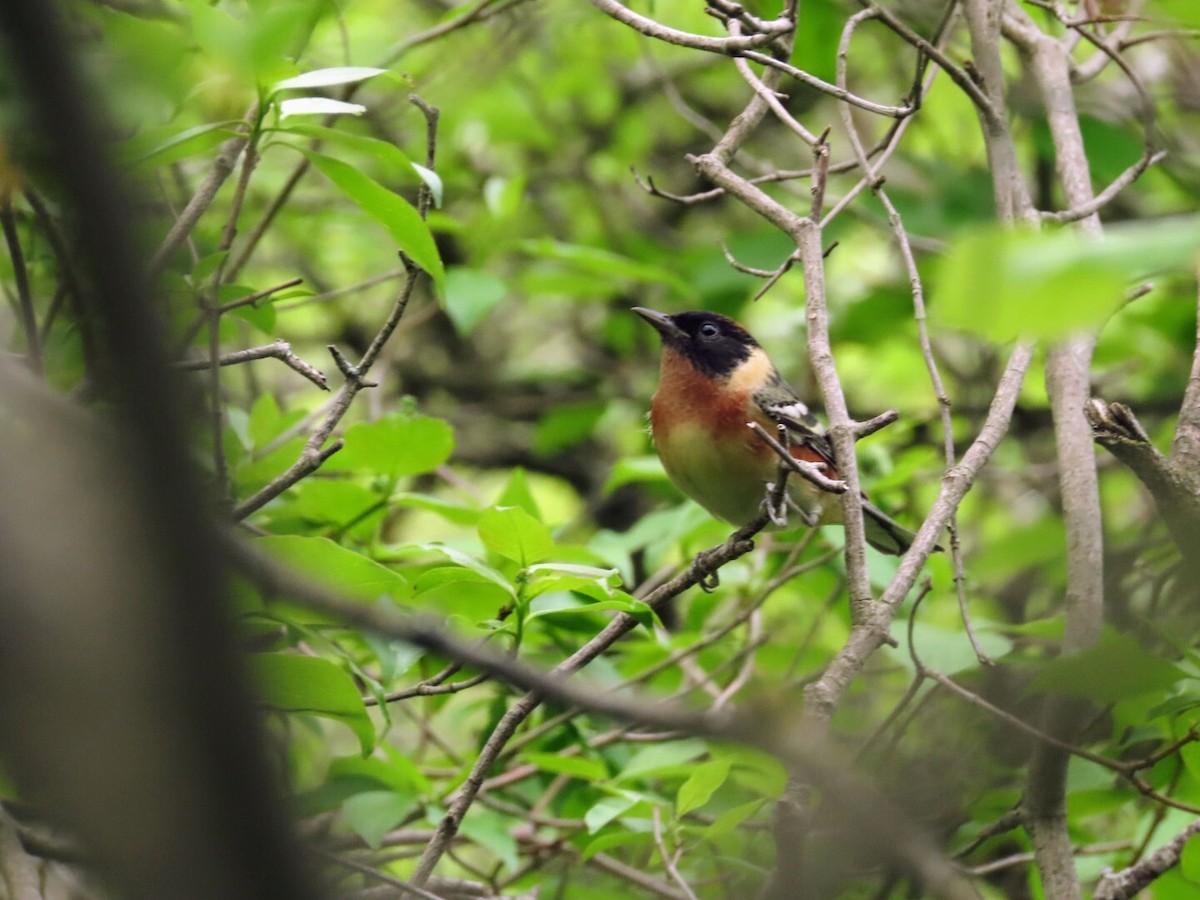 Bay-breasted Warbler - ML619235132