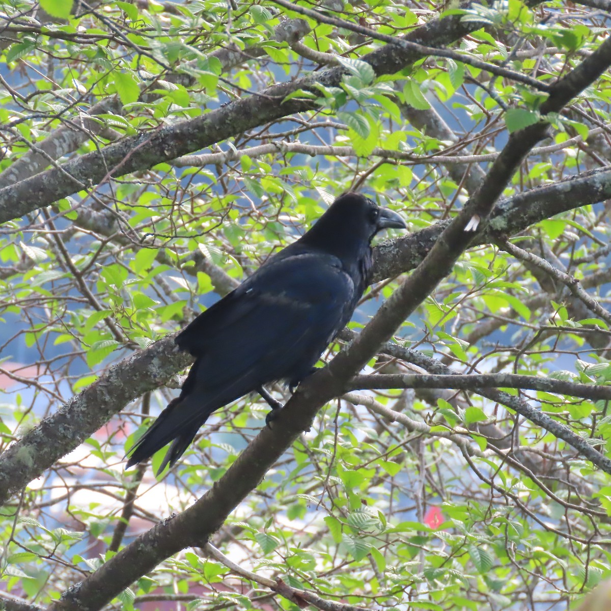 Common Raven - Suanne Pyle