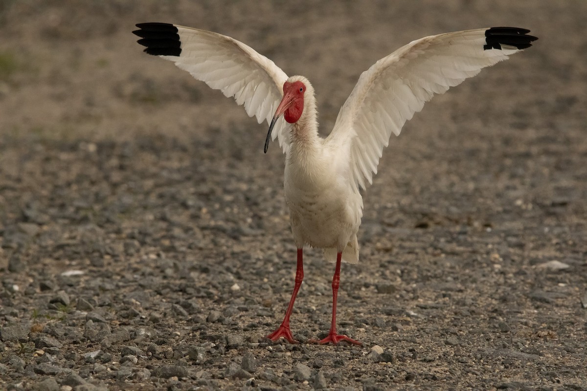 White Ibis - Keith Leonard