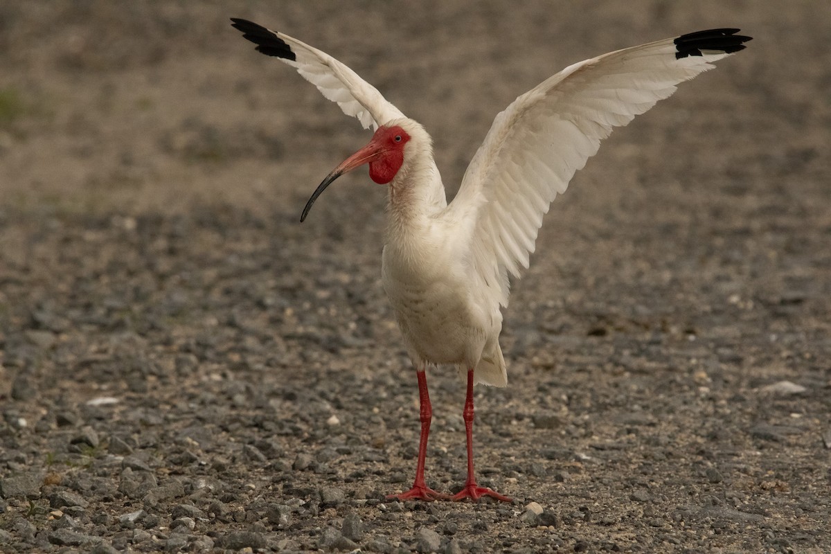 White Ibis - Keith Leonard