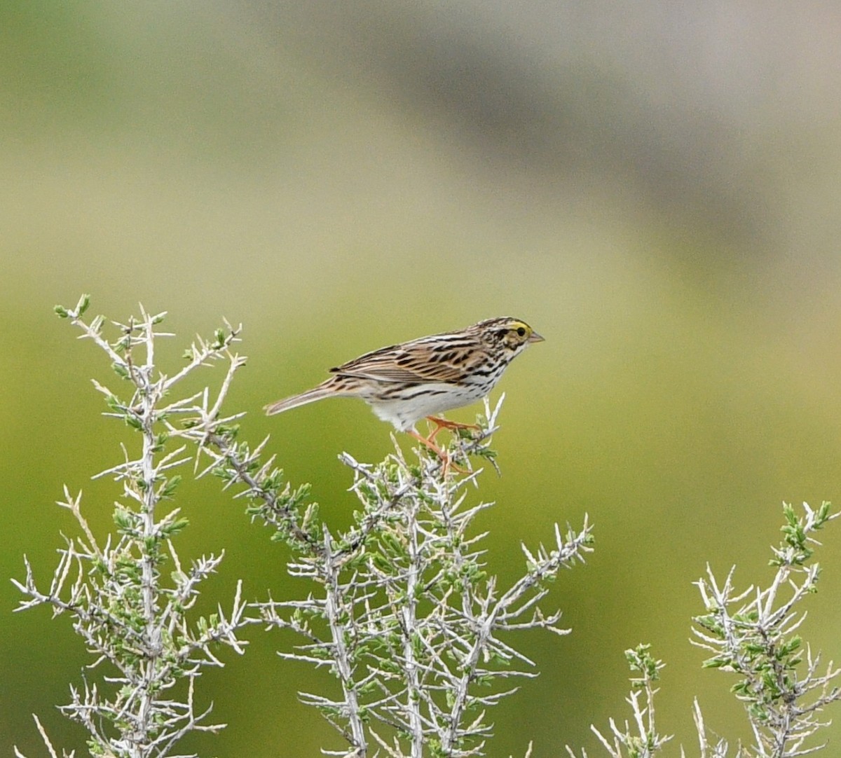 Savannah Sparrow - Jeff Gardner