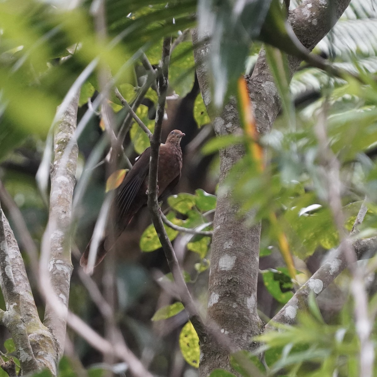 Little Cuckoo-Dove - ML619235158