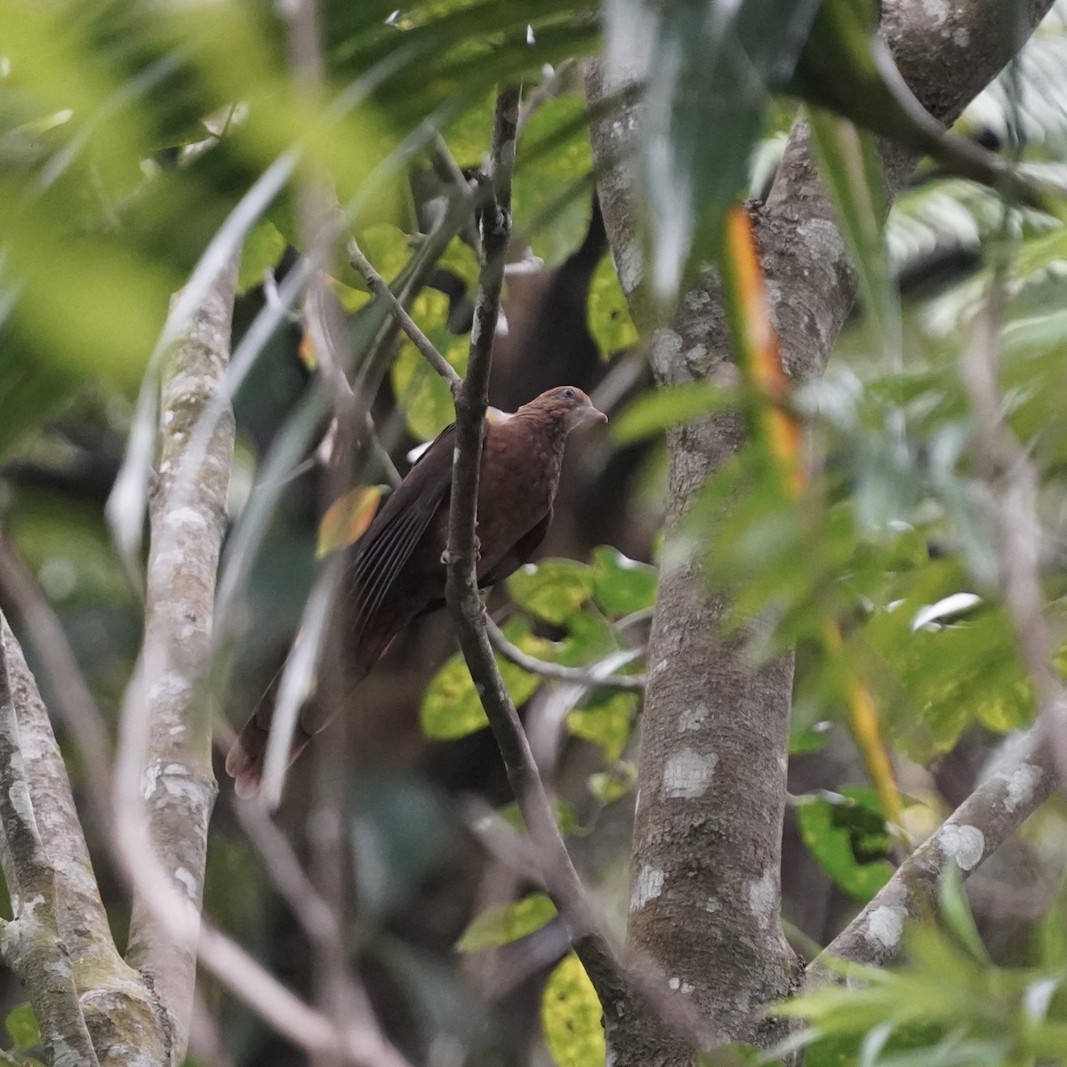 Little Cuckoo-Dove - Simon Thornhill