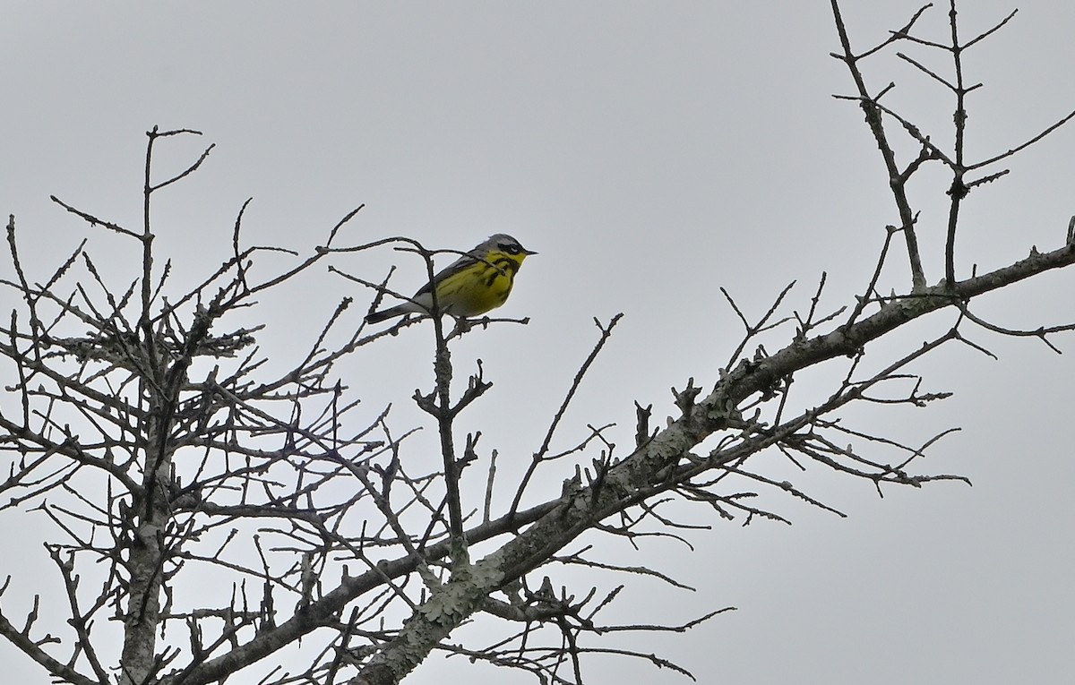 Magnolia Warbler - Donald Casavecchia