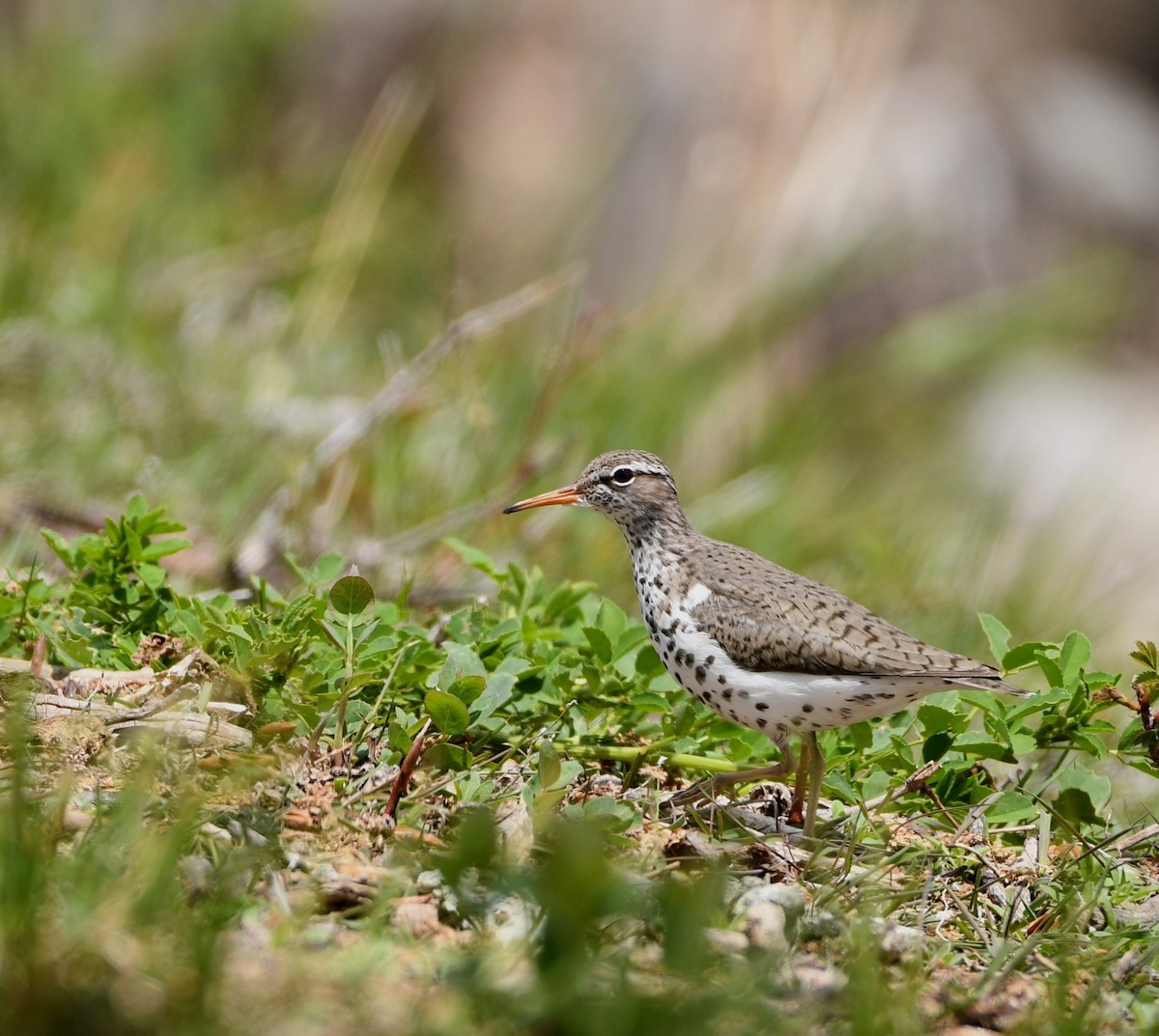 Spotted Sandpiper - Jeff Gardner