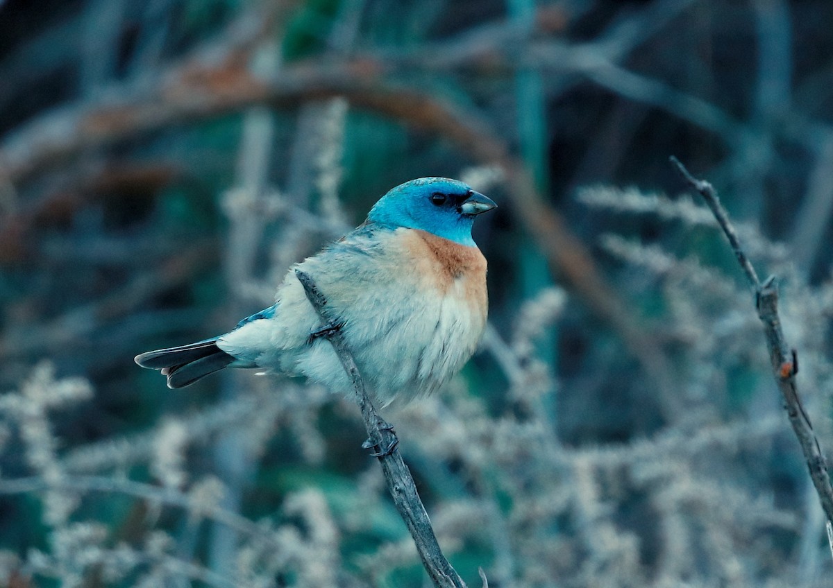 Lazuli Bunting - Mark  Ludwick