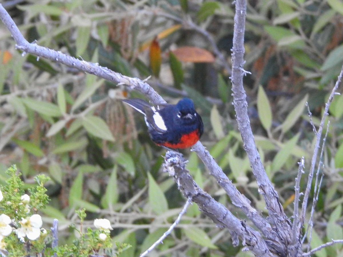 Painted Redstart - Reanna Thomas