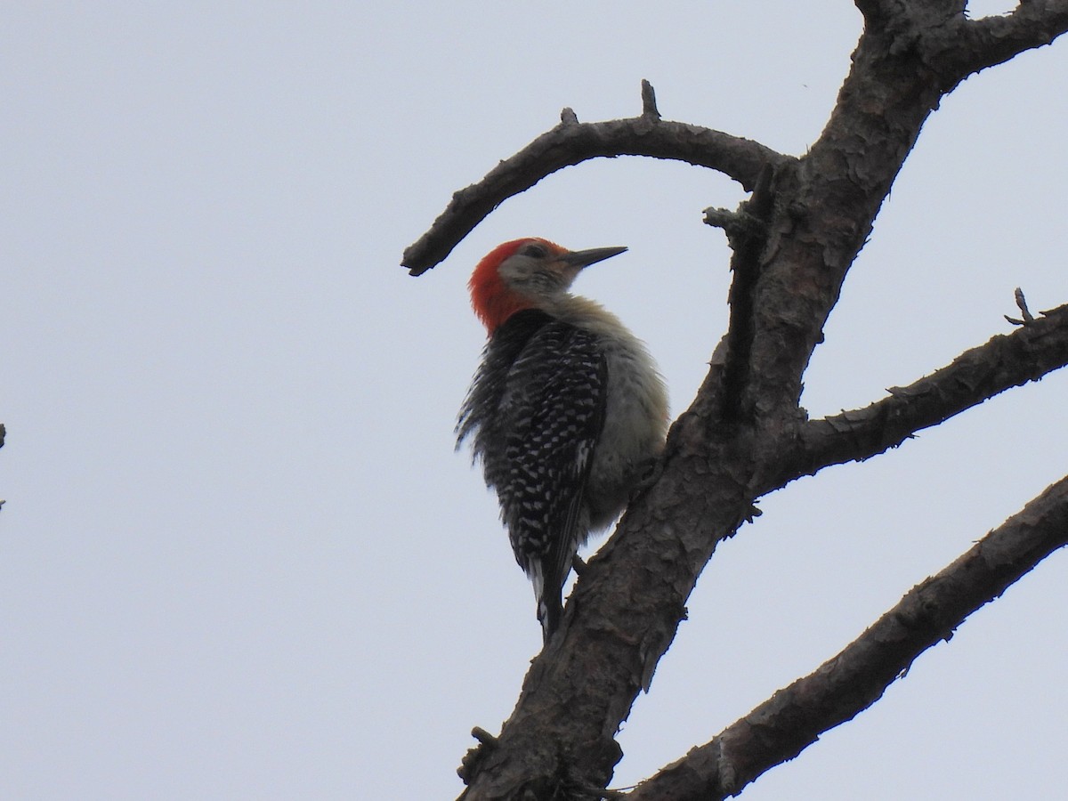 Red-bellied Woodpecker - Ed Daniels