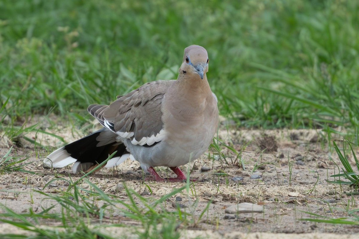 White-winged Dove - ML619235193