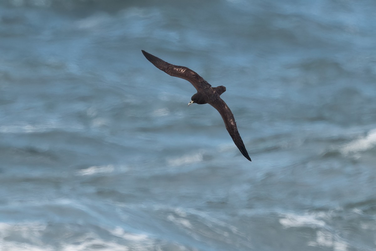 White-chinned Petrel - ML619235195
