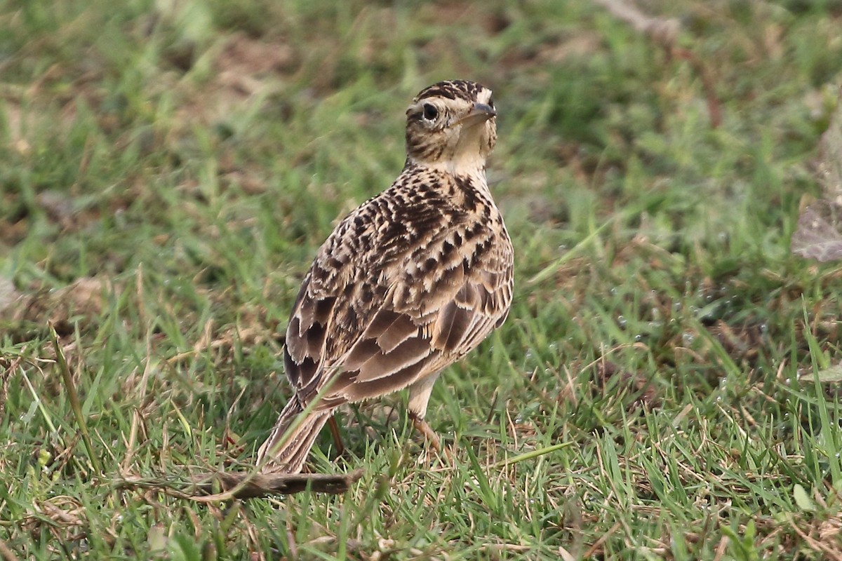 Indian Bushlark - Christopher Escott