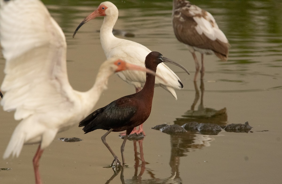 Glossy Ibis - Keith Leonard