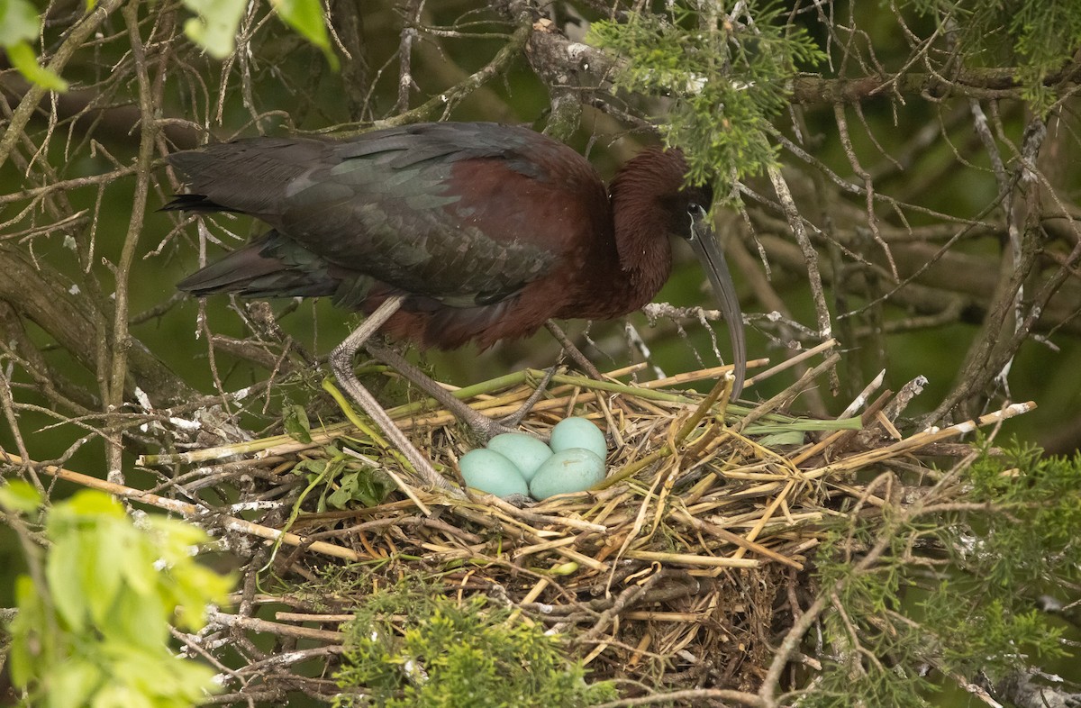 Glossy Ibis - Keith Leonard