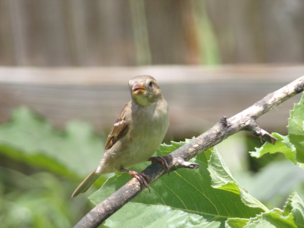 House Sparrow - Texas Bird Family