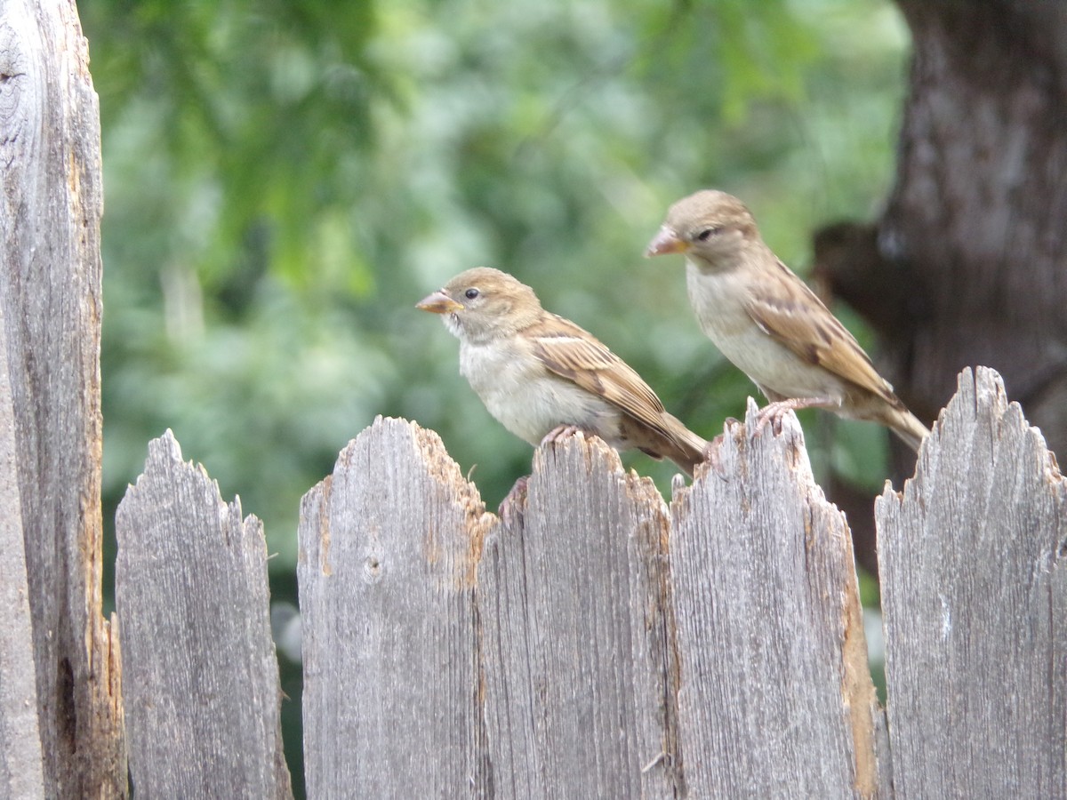 House Sparrow - Texas Bird Family