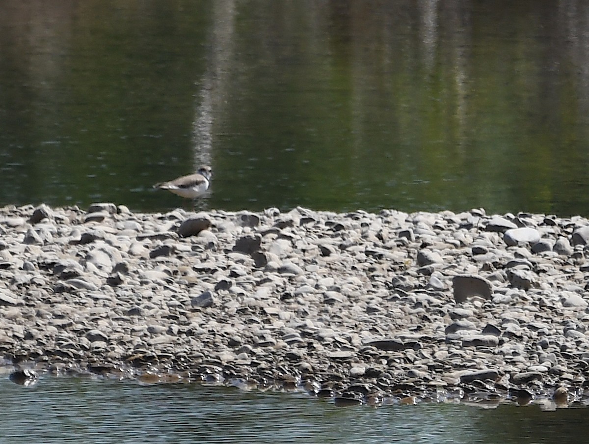 Little Ringed Plover - Василий Калиниченко