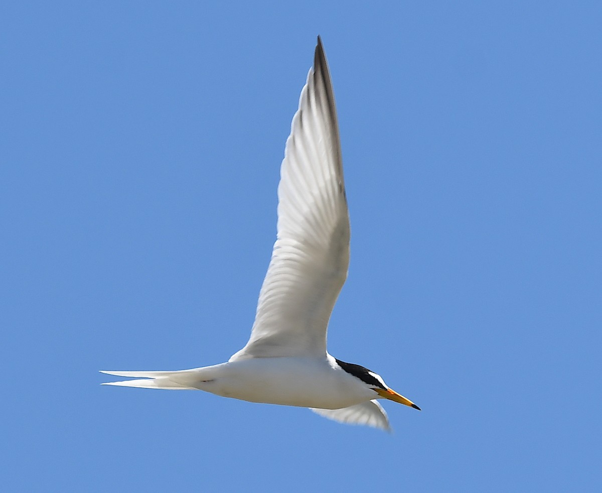 Little Tern - Василий Калиниченко