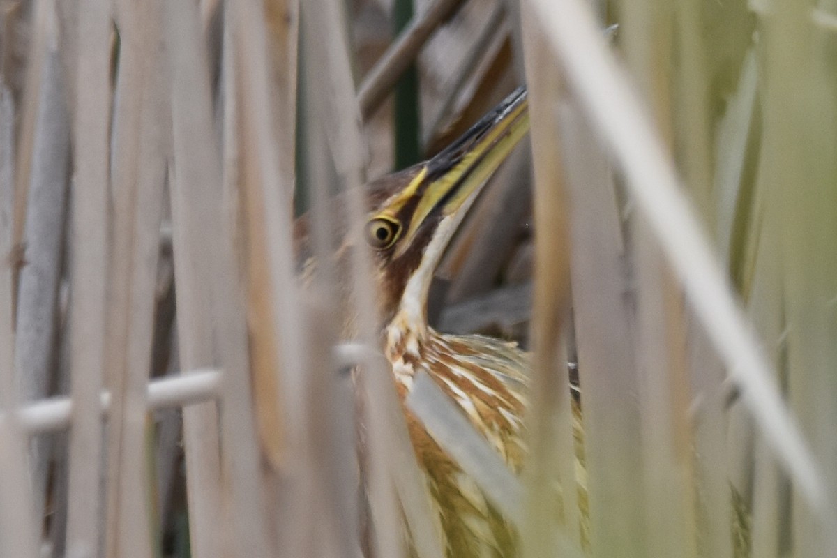 American Bittern - ML619235239