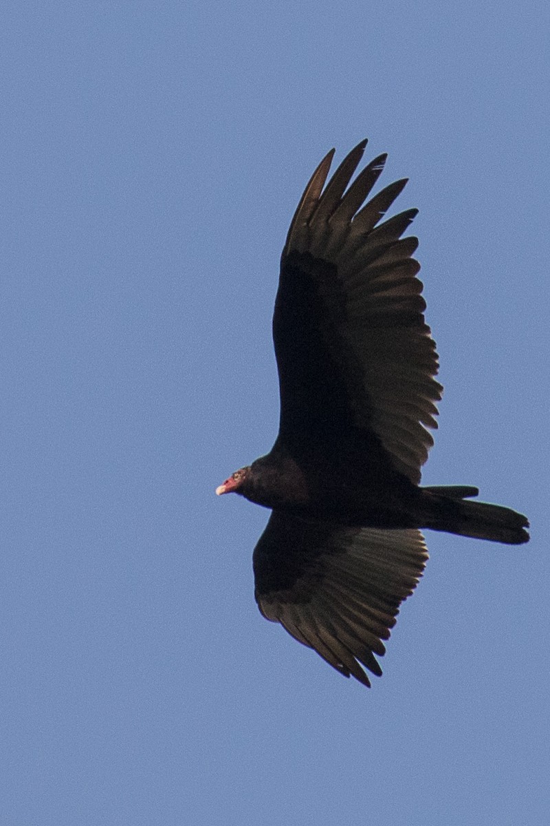 Turkey Vulture - John Jackson