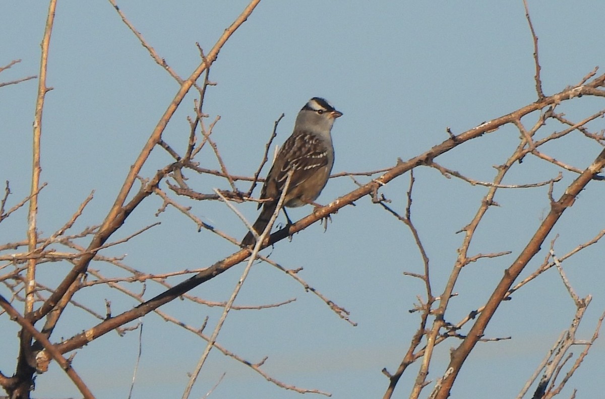 White-crowned Sparrow - ML619235251