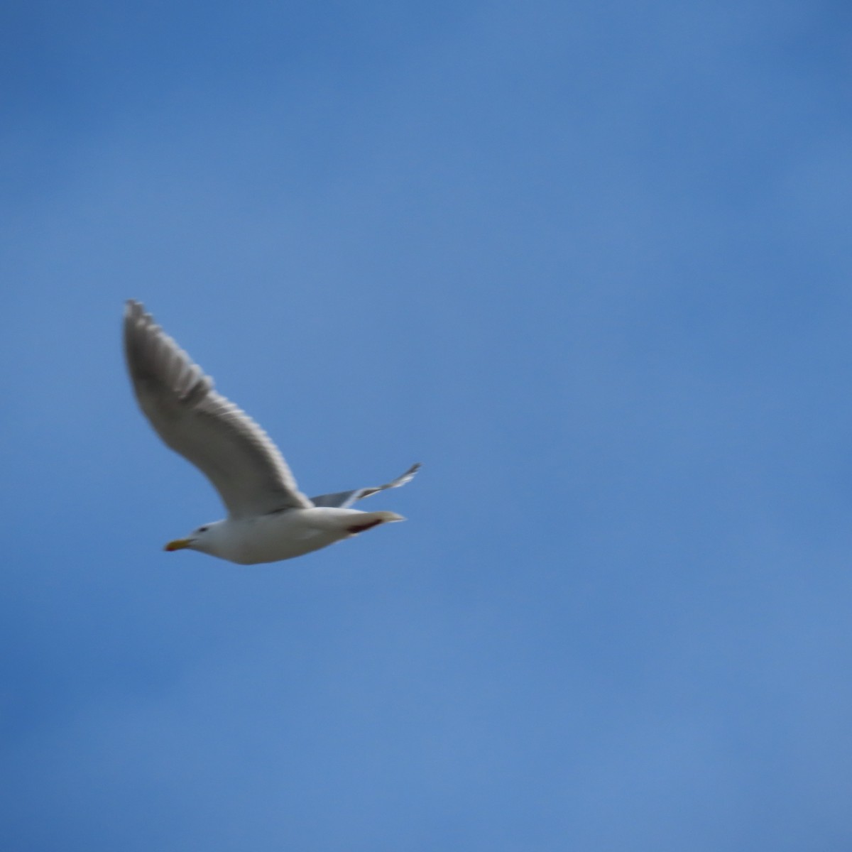 Glaucous-winged Gull - Suanne Pyle