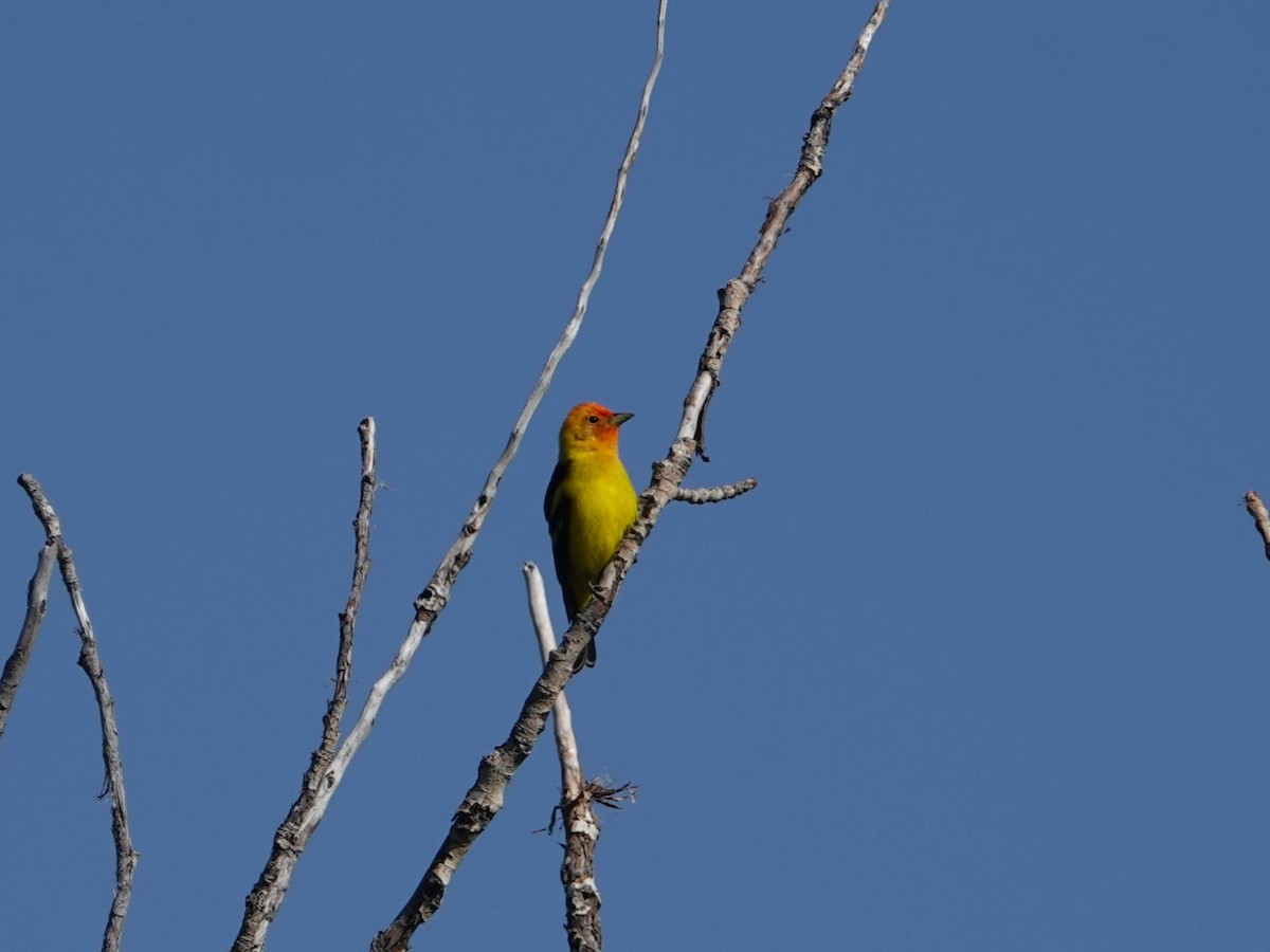 Western Tanager - Danette Henderson