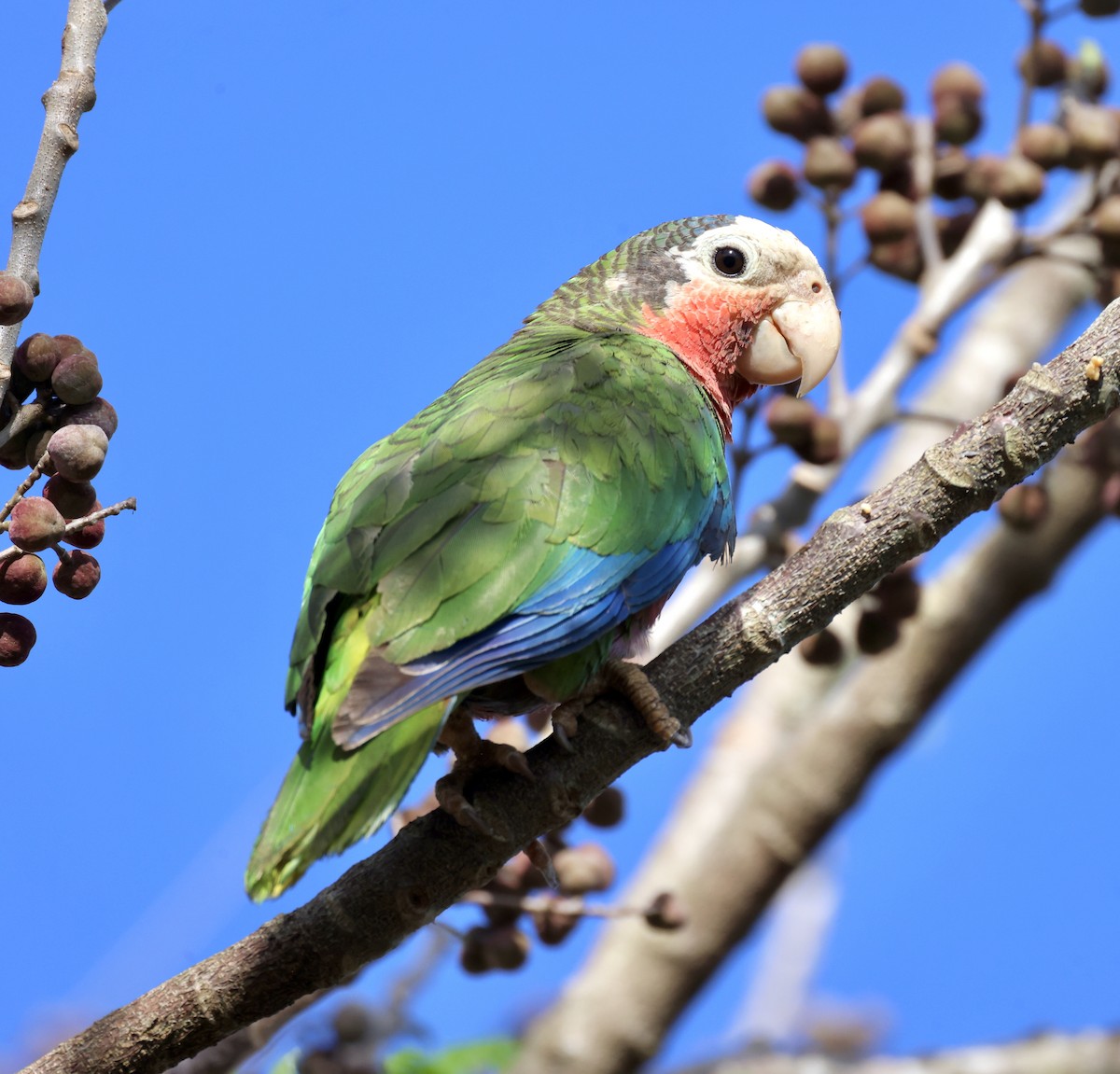 Cuban Parrot - Cheryl Rosenfeld