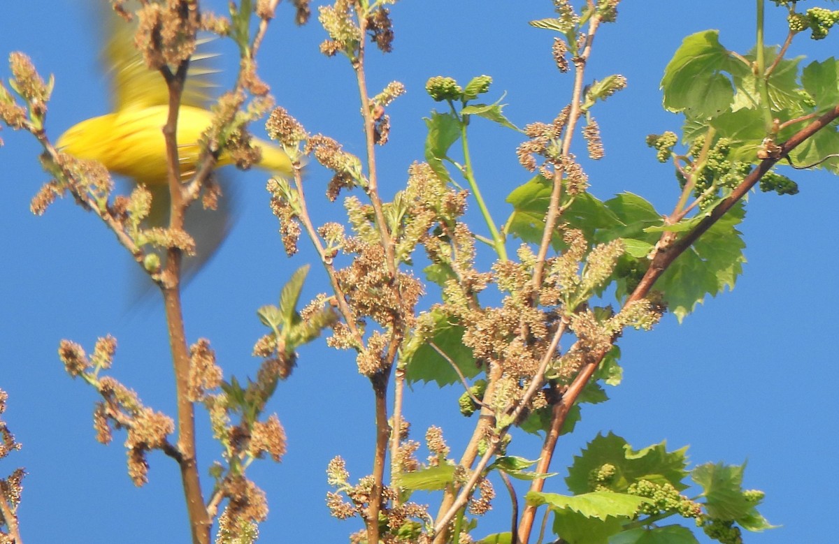 Yellow Warbler - ML619235297
