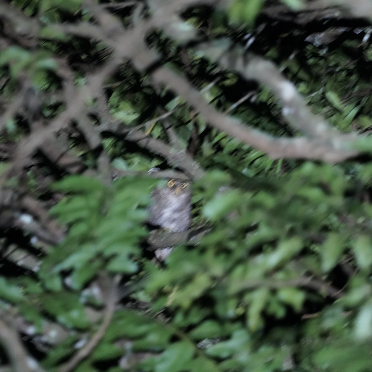 Flores Scops-Owl - Simon Thornhill