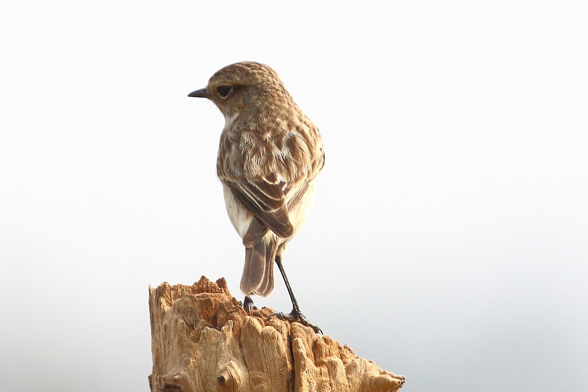 Siberian Stonechat - Christopher Escott