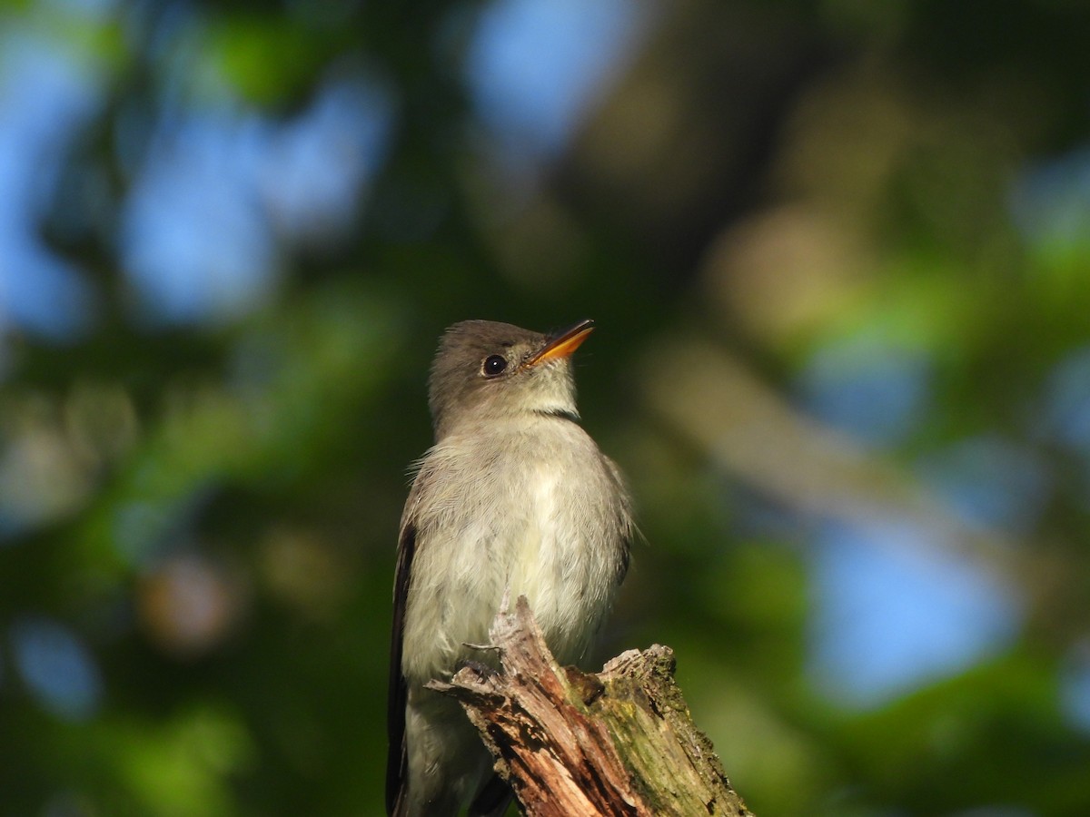 Eastern Wood-Pewee - ML619235336