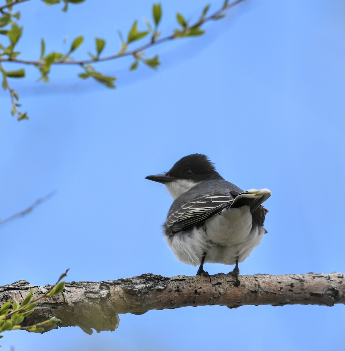 Eastern Kingbird - Jeff Gardner