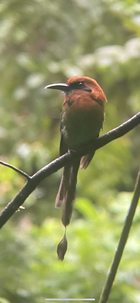 Broad-billed Motmot - ML619235348