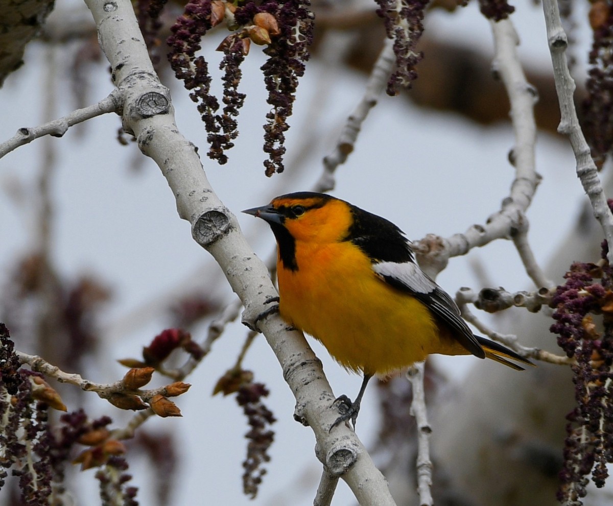 Bullock's Oriole - Jeff Gardner