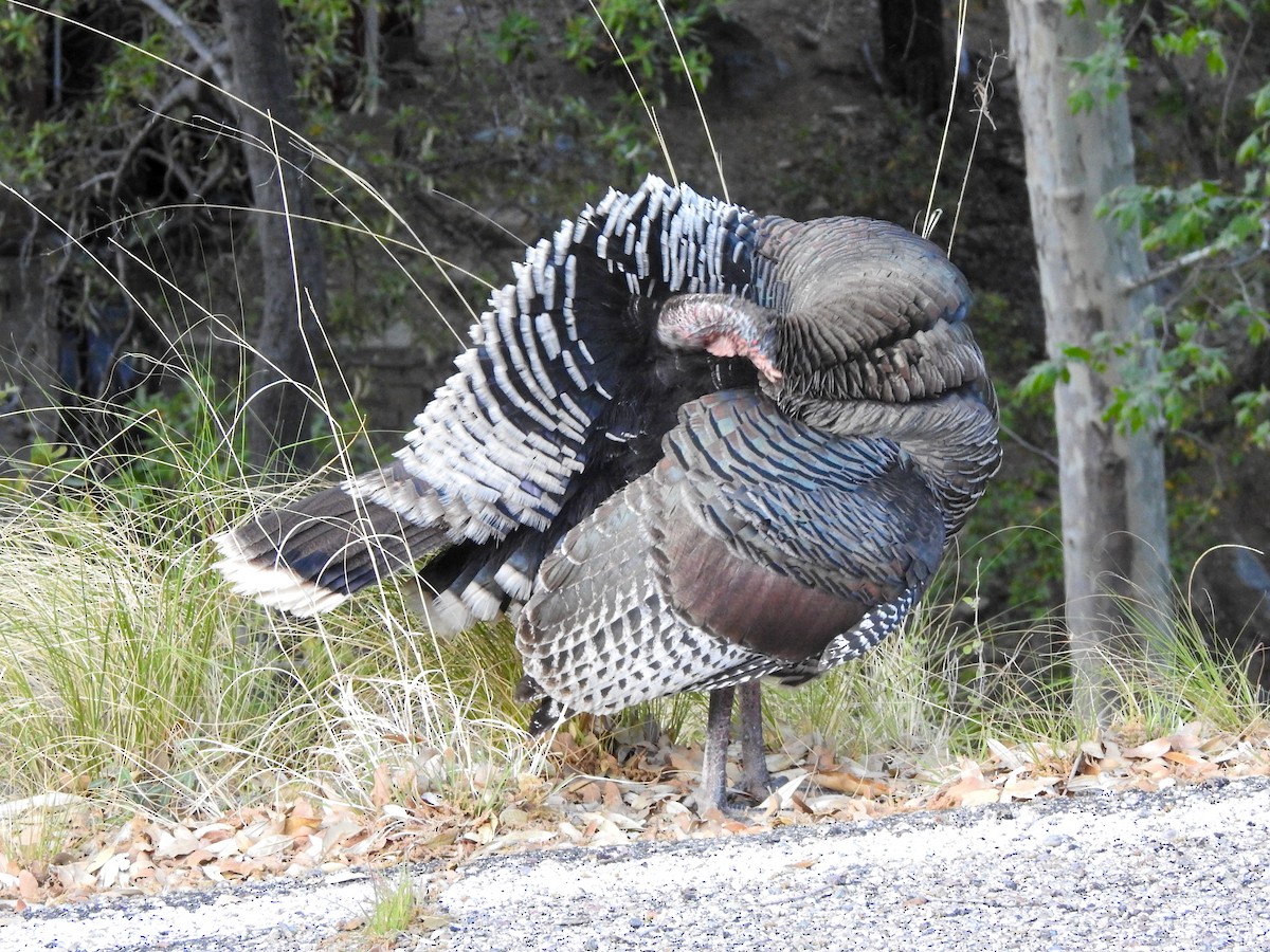 Wild Turkey - Reanna Thomas